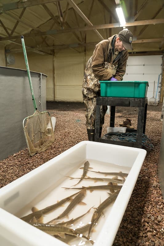 Tagging shovelnose sturgeon