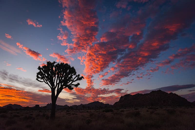 Sunset in Joshua Tree