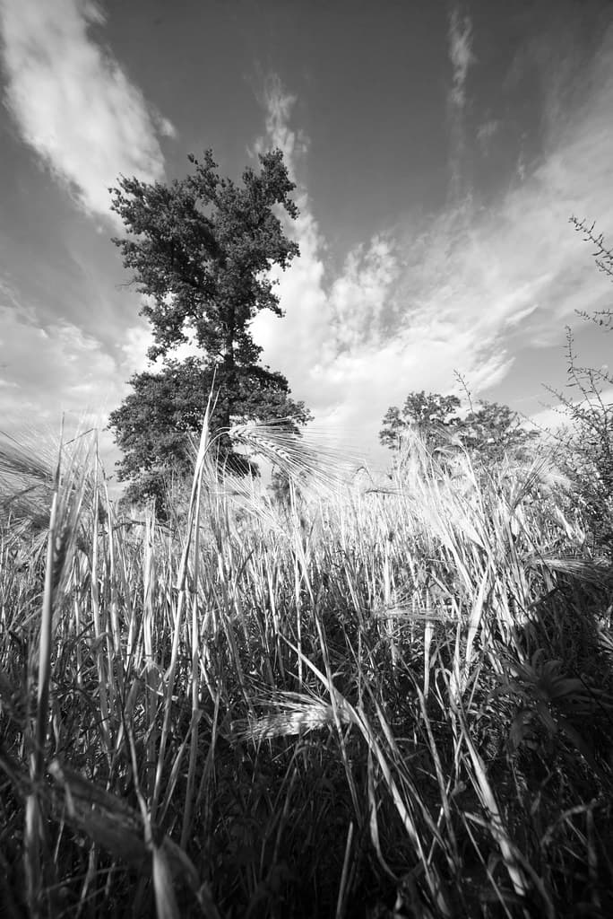 Wheat field.