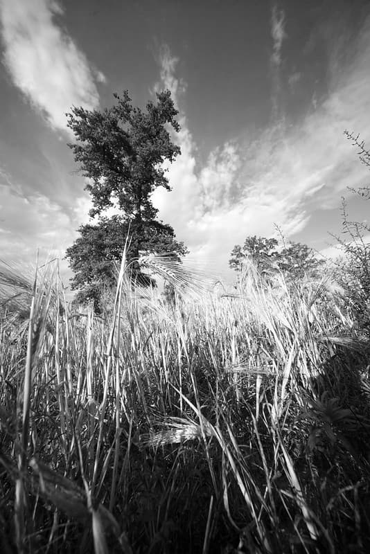 Wheat field.