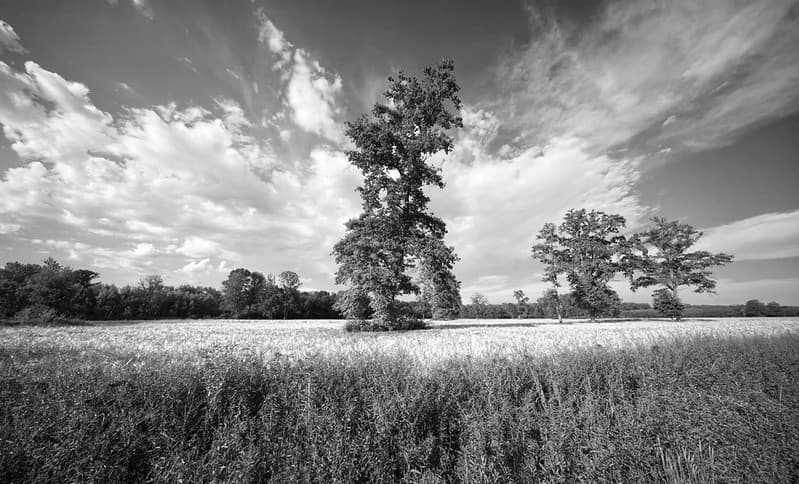 Wheat field.