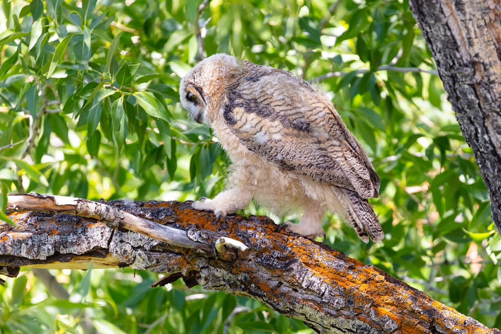 Fledged great horned owl chick walking out on a limb