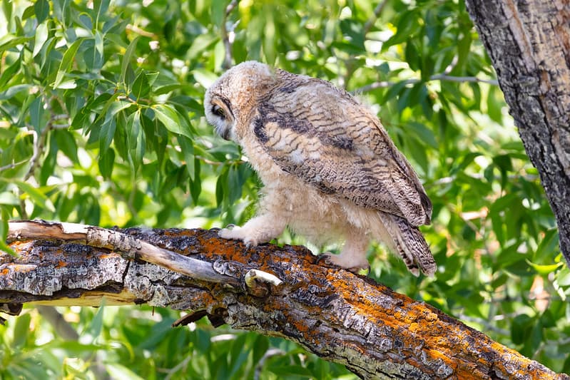 Fledged great horned owl chick walking out on a limb