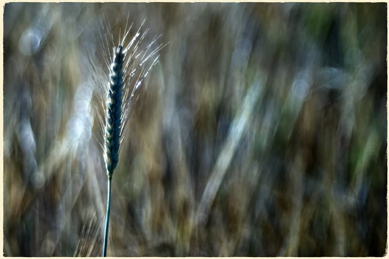 The wheat days.