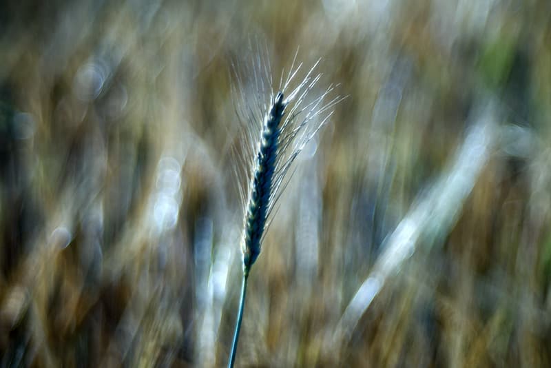 The wheat days.