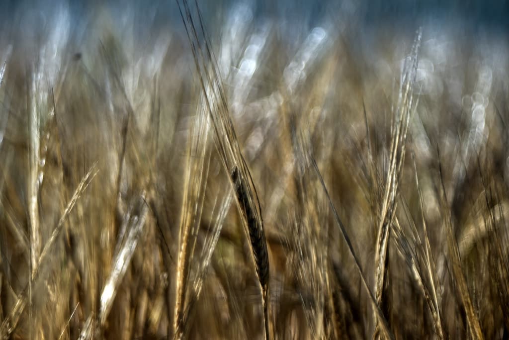 The wheat days.