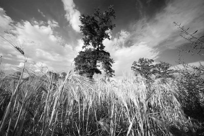 Ultra-wide wheat. Best viewed large.