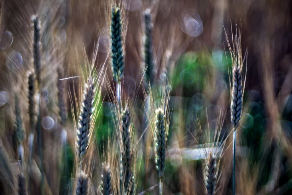 The wheat days. Please view large.