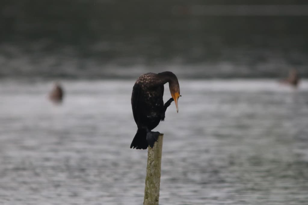Cormorant on Smartphone