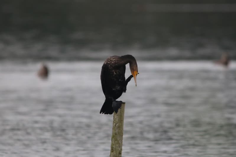 Cormorant on Smartphone