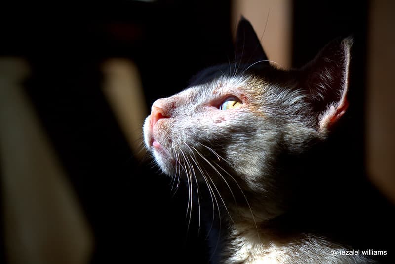RESCUED CAT 'Arthur'- HOPE IMG 8073