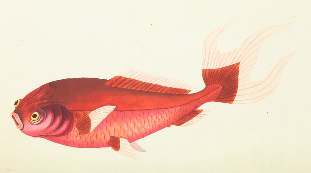 V08 262 Telescope Carp
