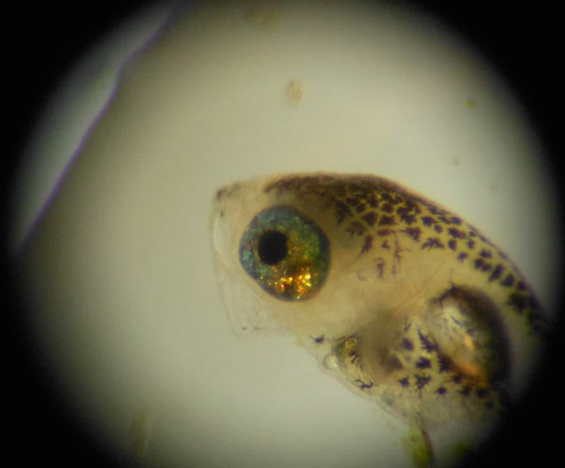 Burbot Fry Under a Microscope