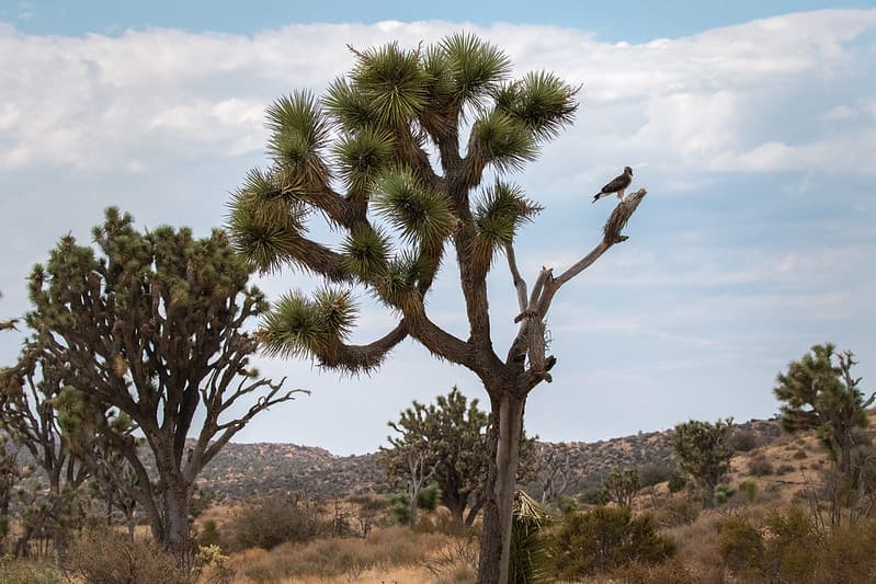 Bird of Prey