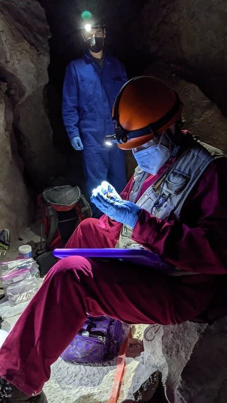 White Nose Syndrome Surveillance in Left Hand Tunnel