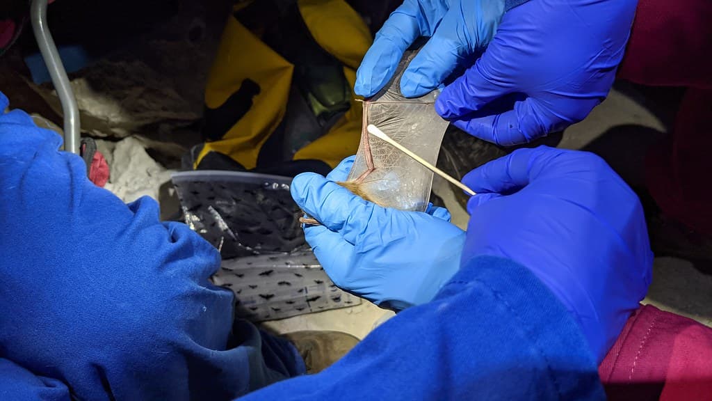 White Nose Syndrome Surveillance in Left Hand Tunnel