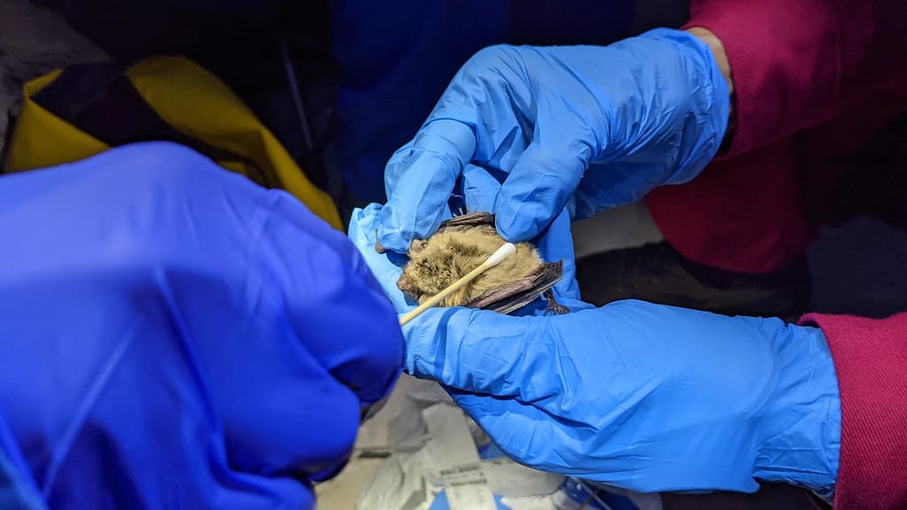 White Nose Syndrome Surveillance in Left Hand Tunnel