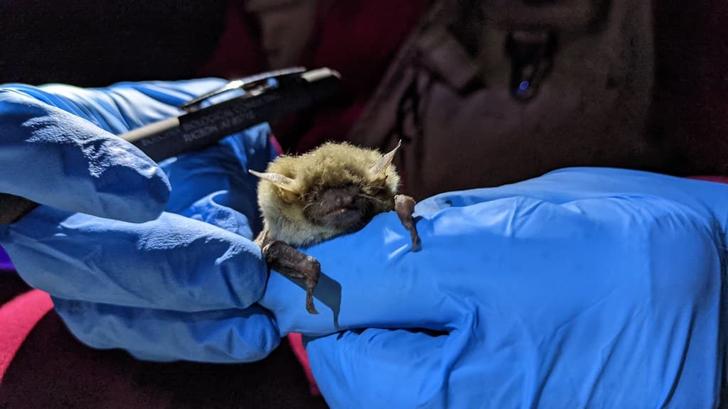 White Nose Syndrome Surveillance in Left Hand Tunnel