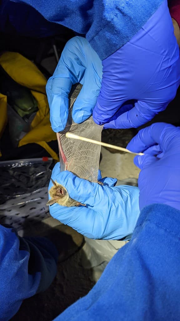 White Nose Syndrome Surveillance in Left Hand Tunnel