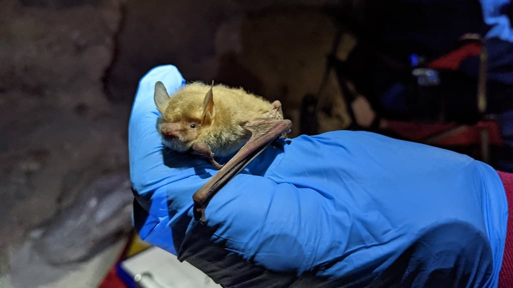 White Nose Syndrome Surveillance in Left Hand Tunnel