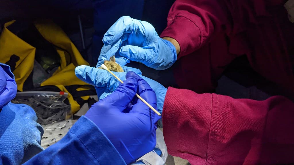 White Nose Syndrome Surveillance in Left Hand Tunnel