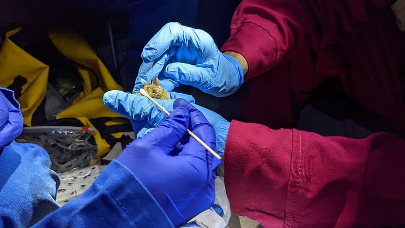 White Nose Syndrome Surveillance in Left Hand Tunnel