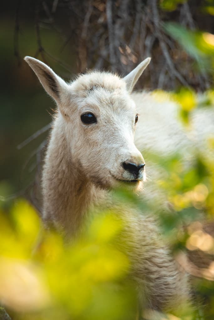 Mountain Goat - Oreamnos americanus
