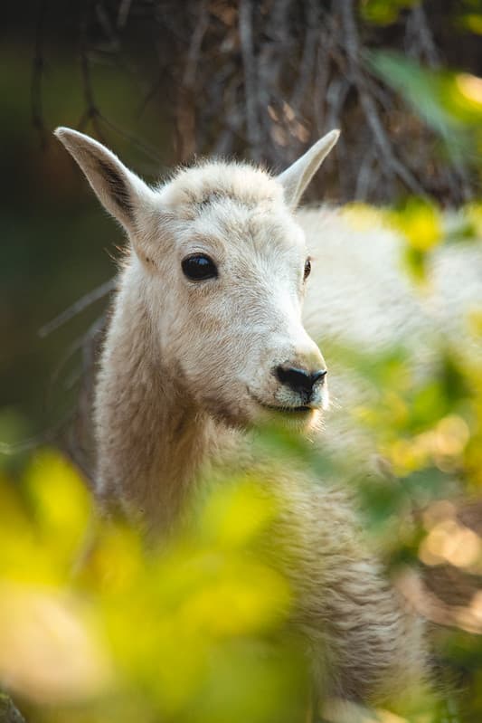 Mountain Goat - Oreamnos americanus