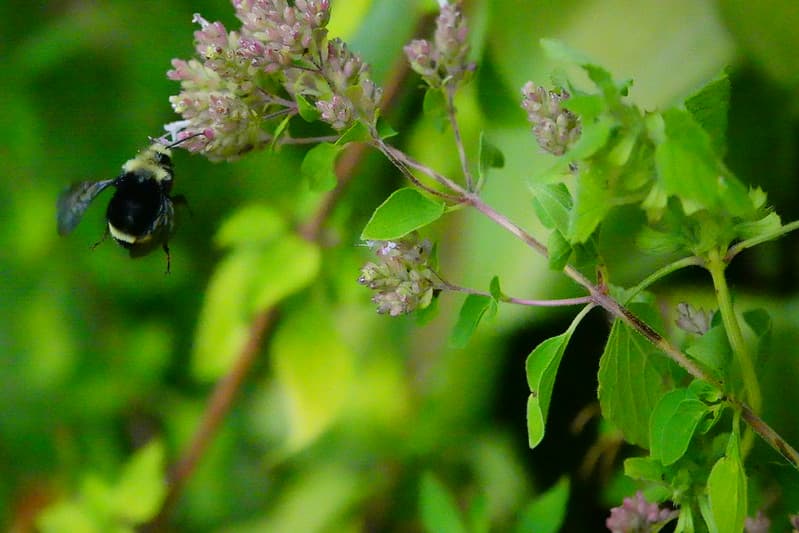 Bicycling, bumblebee, clouds