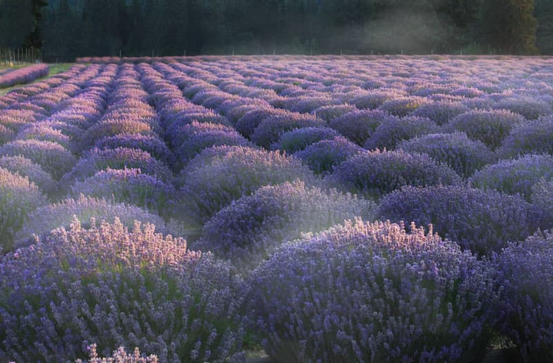 Morning mist on lavender. Lavender Valley Farms, Oregon