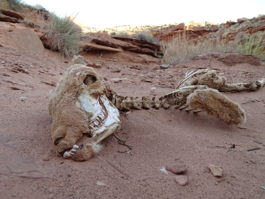 Desert bighorn sheep skeleton