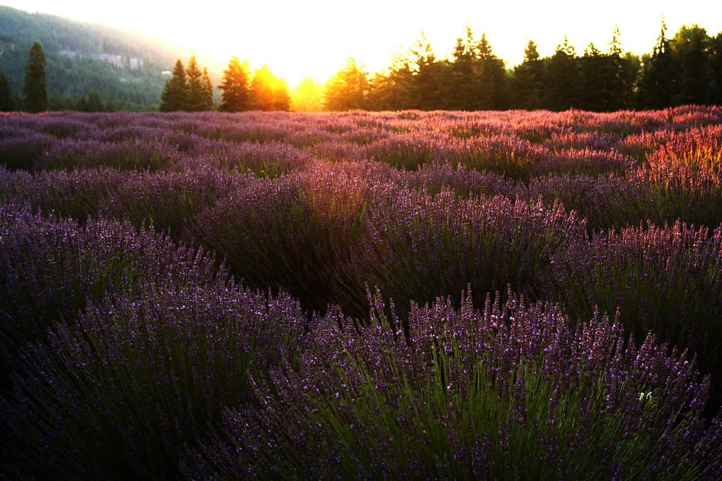 Sunrise on lavender, Lavender Valley Farms, Oregon