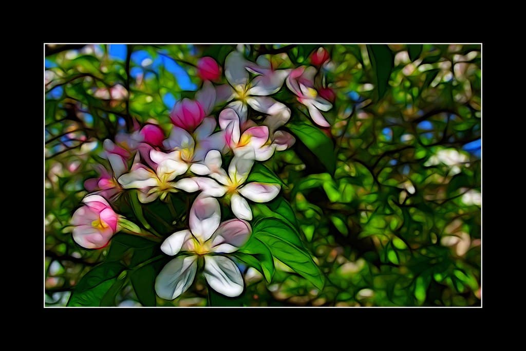 Attraction, botanical, branch