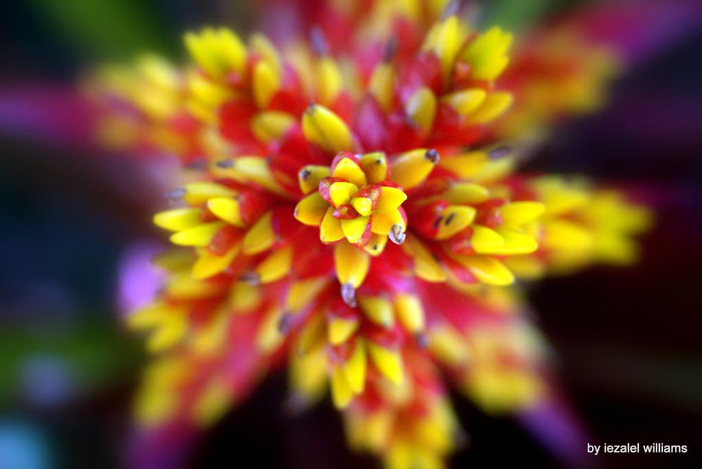 Flower Natural Geometry - IMG 0063-009