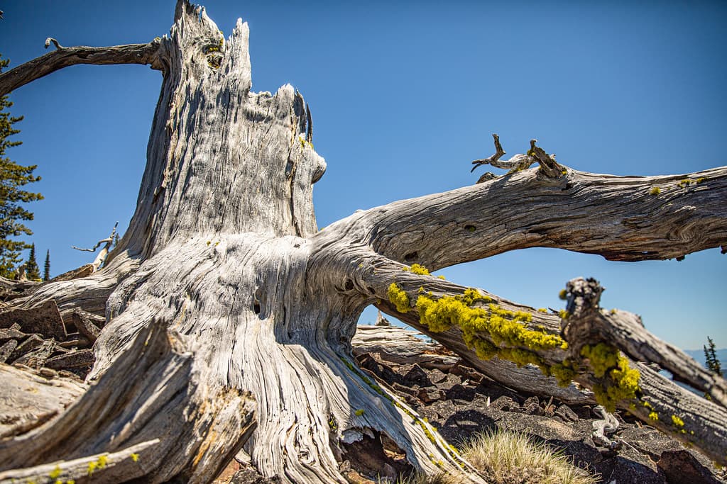 Ilawye the Great Great Grandparent Whitebark Pine Tree