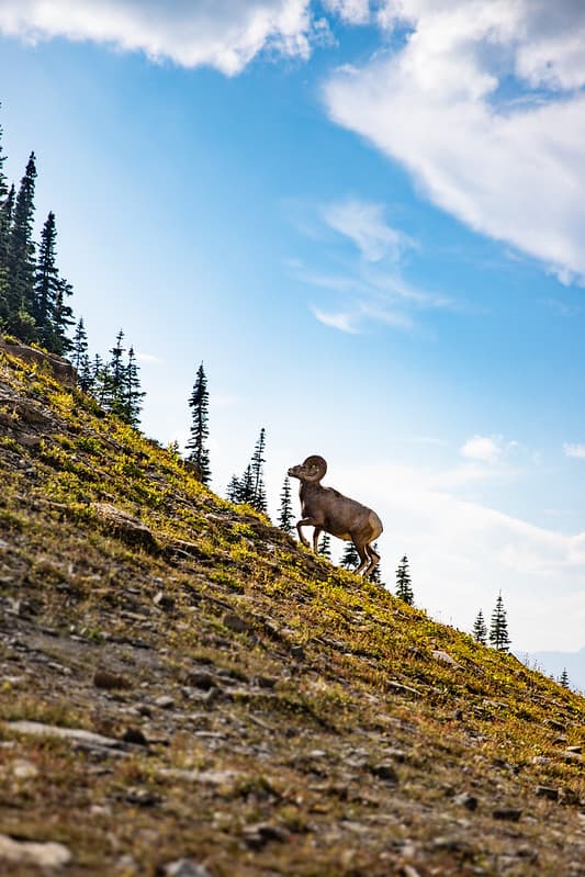 A Bighorn Sheep Ram Walks Uphill with Mountains in the Background