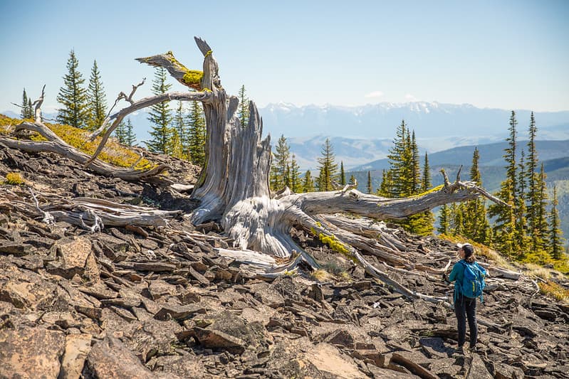 Ilawye the Great Grandparent Whitebark Pine Tree