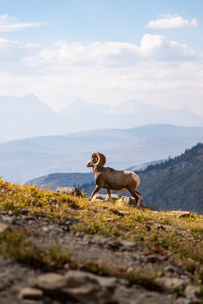 A Bighorn Sheep Ram Walks Uphill with Mountains in the Background