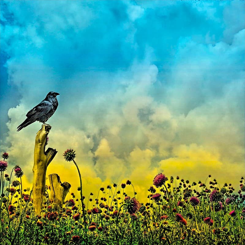 Attraction, bird, blooms