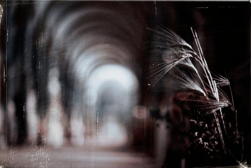 Wheat in the gallery