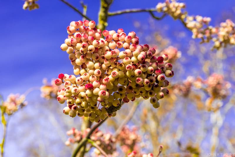 Autumn Berries Autumn Skies Autumn Trees