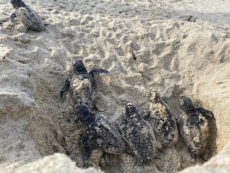 Loggerhead sea turtle hatchlings make their way to the ocean
