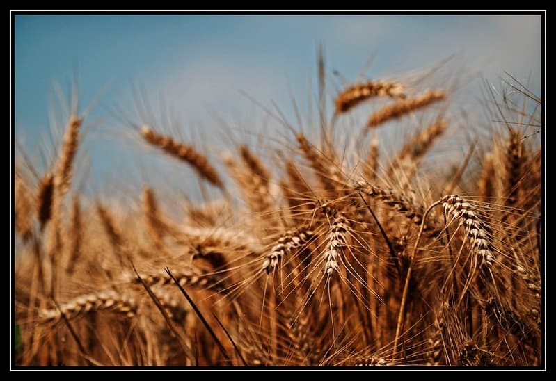 Summer field