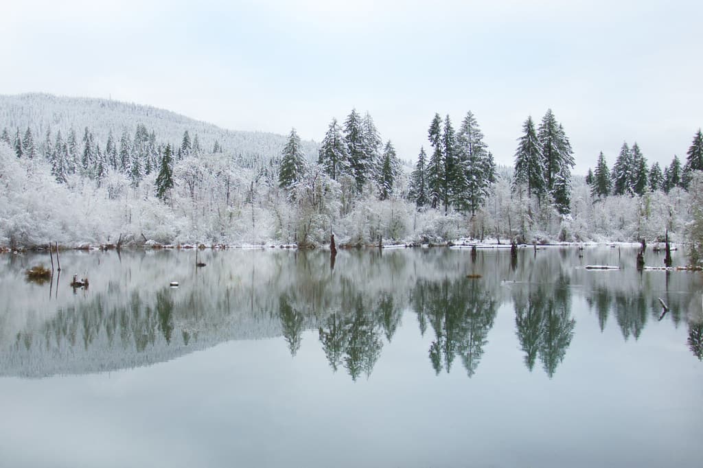 Frozen trees reflecting on pond, Coastal Range, Oregon