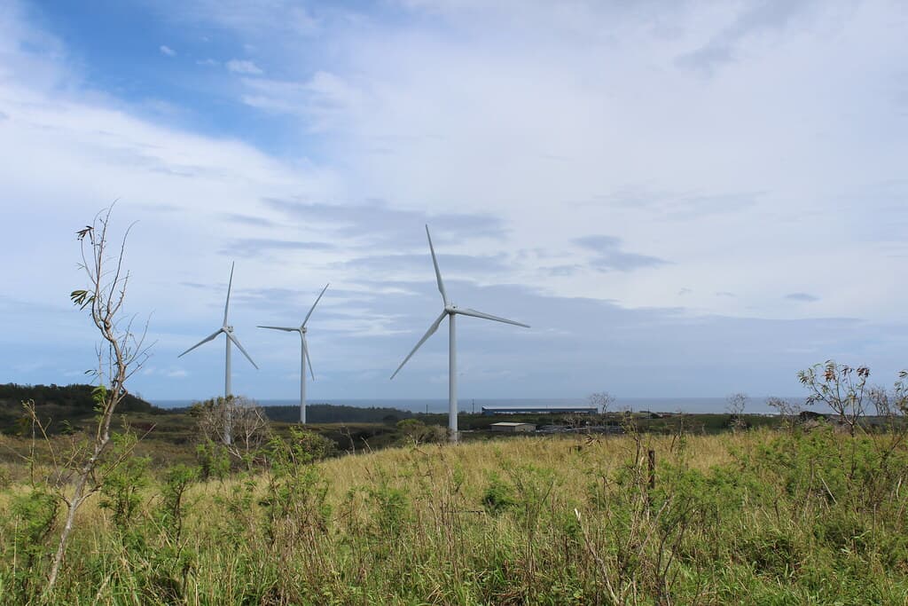 Grazing field under the wind turbines