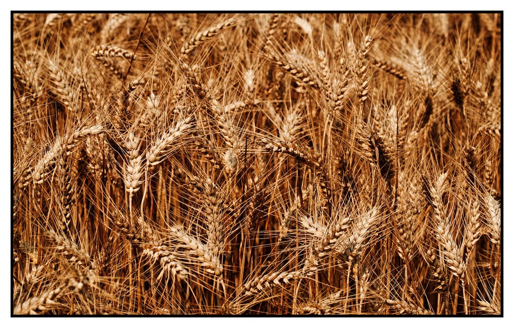 Summer wheat field