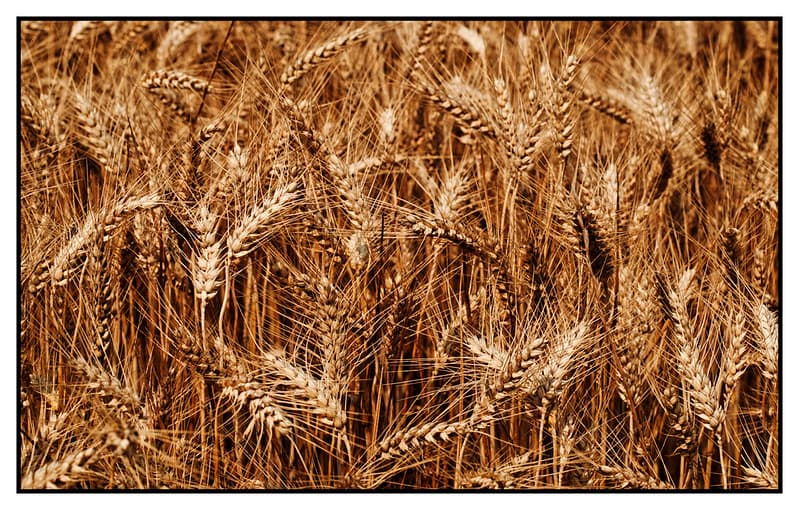 Summer wheat field