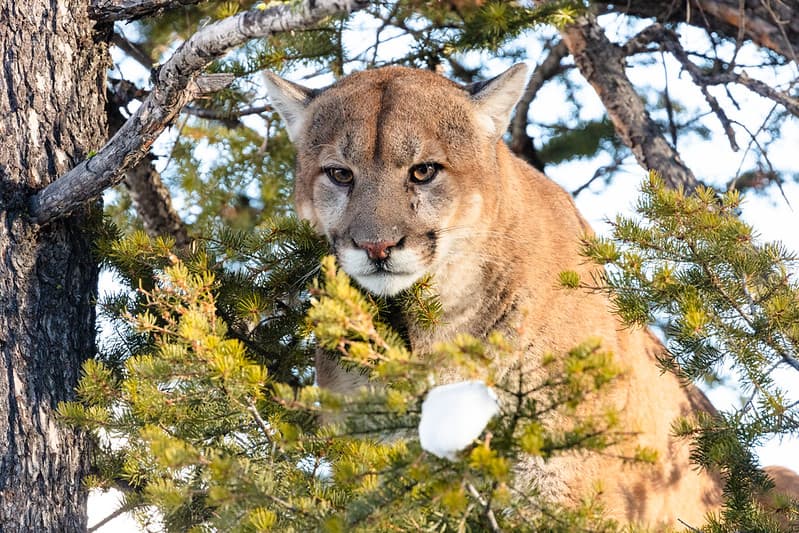 Cougar tom peeks through branches from a tree (2)