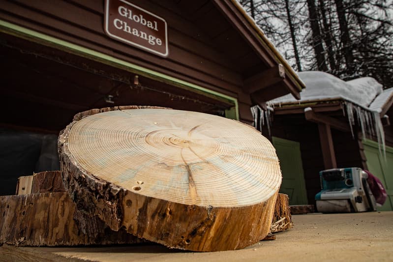 Tree 'Cookies' are used to study climate changes over time.