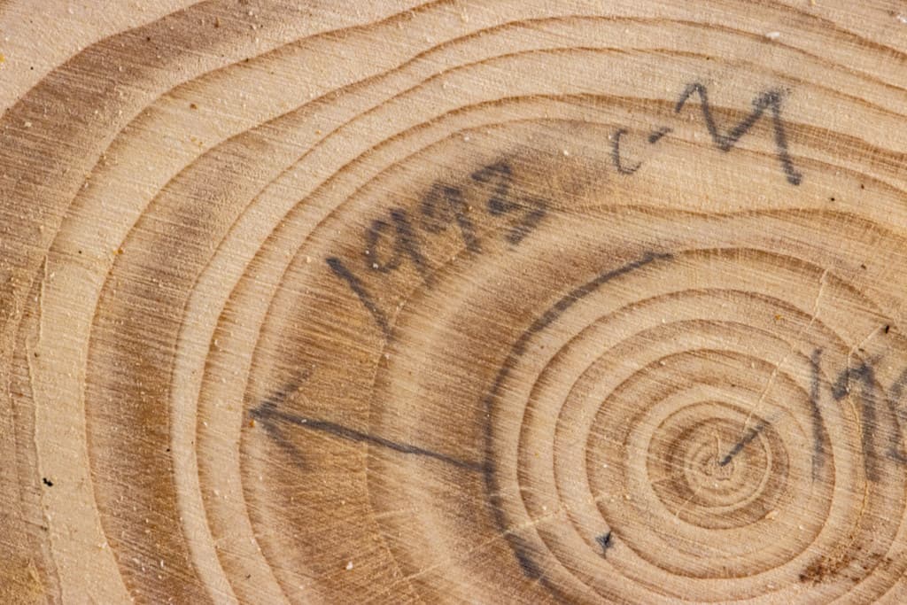 Tree 'Cookies' are used to study climate changes over time.